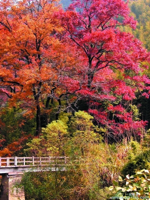 九九艳阳天 登高祈福正当时