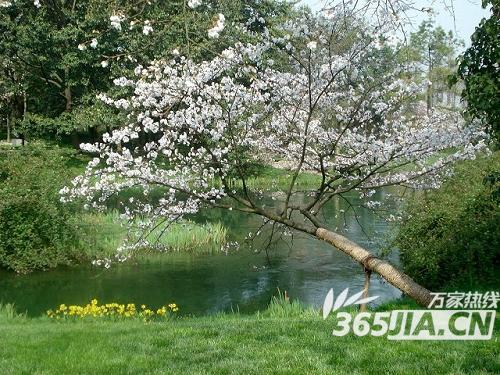 ���¡��黨�ǲݡ�ȥ �Ϸ��������Ƴ�Ӧ������·