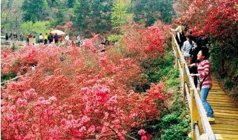 黄陂云雾山风光区漫山遍野的杜鹃花令游人乐不思蜀。本报记者 傅坚 摄 黄陂云雾山风光区漫山遍野的杜鹃花令游人乐不思蜀。本报记者 傅坚 摄