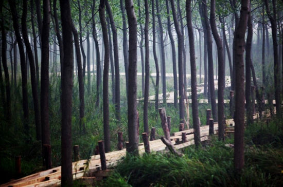 滨湖湿地公园 滨湖湿地公园